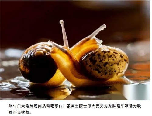 让小小蜗牛变金牛震动地球